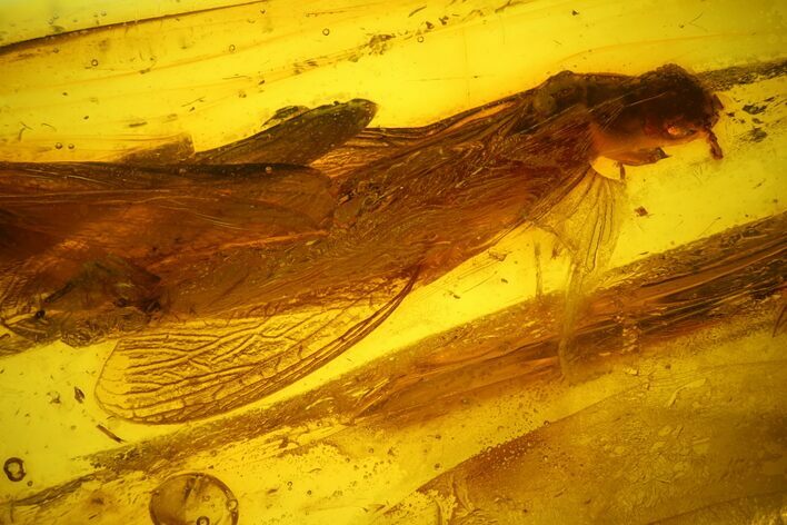 Detailed Fossil Winged Termite (Isoptera) In Baltic Amber #170080